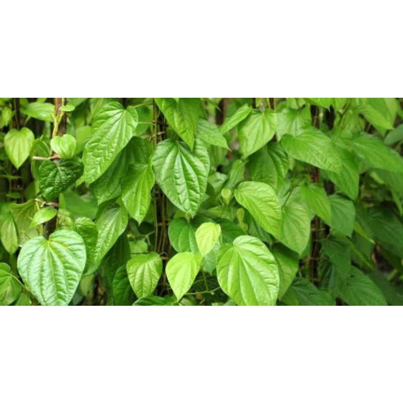 Termurah Daun Sirih Segar 1kg Sirih Hijau