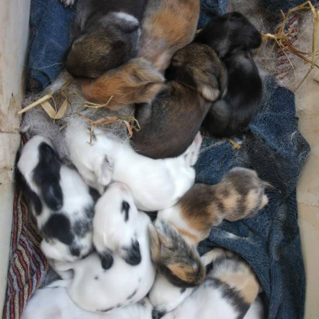 Kelinci anggora anakan lucu