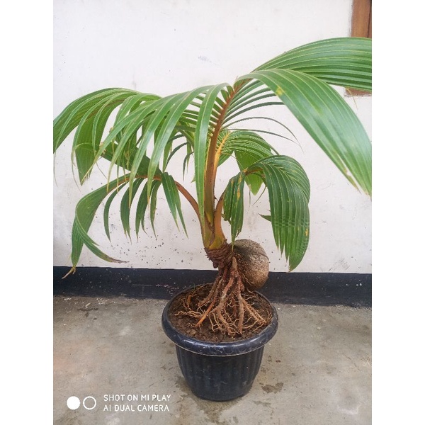 bonkap. kelapa gading