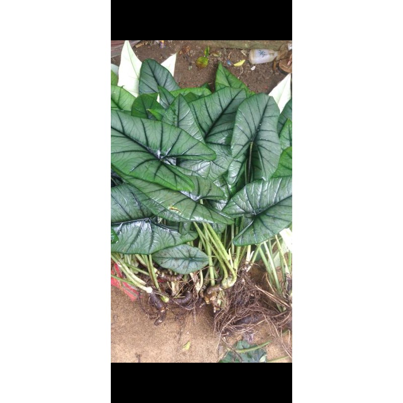 Alocasia bisma