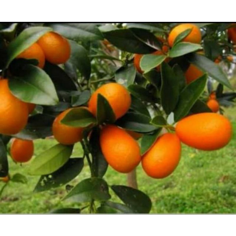 Pohon jeruk nagami manis. Bibit jeruk nagami SUDAH  rimbun.