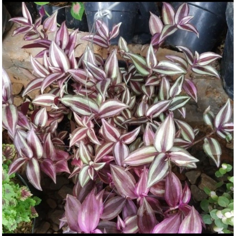 Tanaman Hias Gantung Indoor