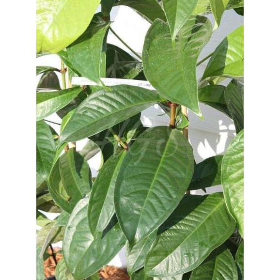 idr Tanaman Buah Jambu Bol Putih Susu Langka