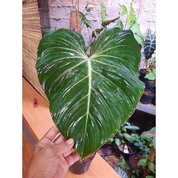 TANAMAN PHILLODENDRON GLORIOSUM 1 DAUN