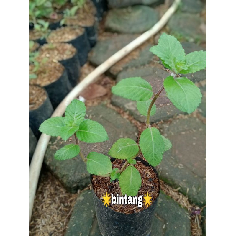 Cincau Hitam Janggelan Tanaman Herbal Cincau Hitam Janggelan