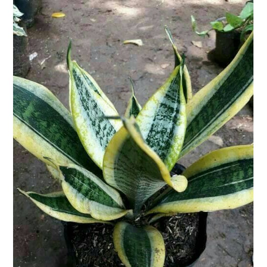 Lidah Mertua Mini Aneka Tanaman Bunga Lidah Mertua Mini Aneka Tanaman Bunga