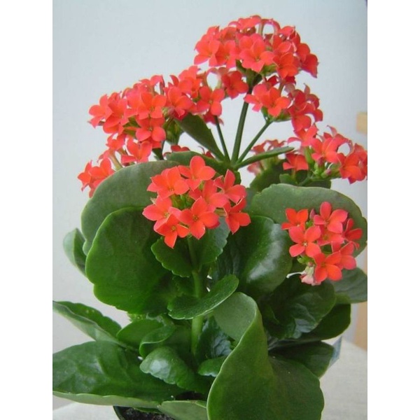 

Tanaman hias Kalancu merah