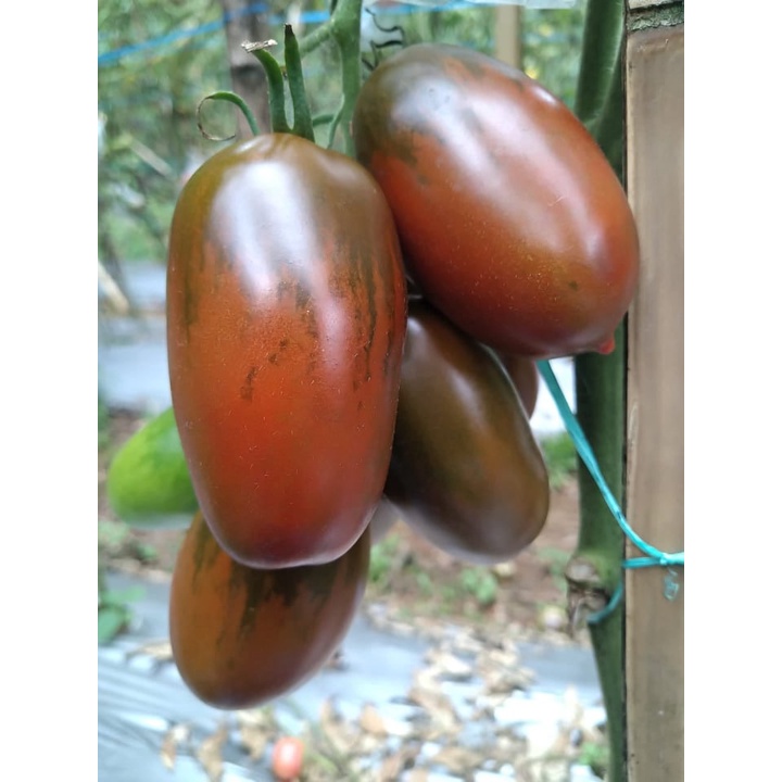 Benih Bibit Biji - Tomat Black Icicle Tomato Seeds