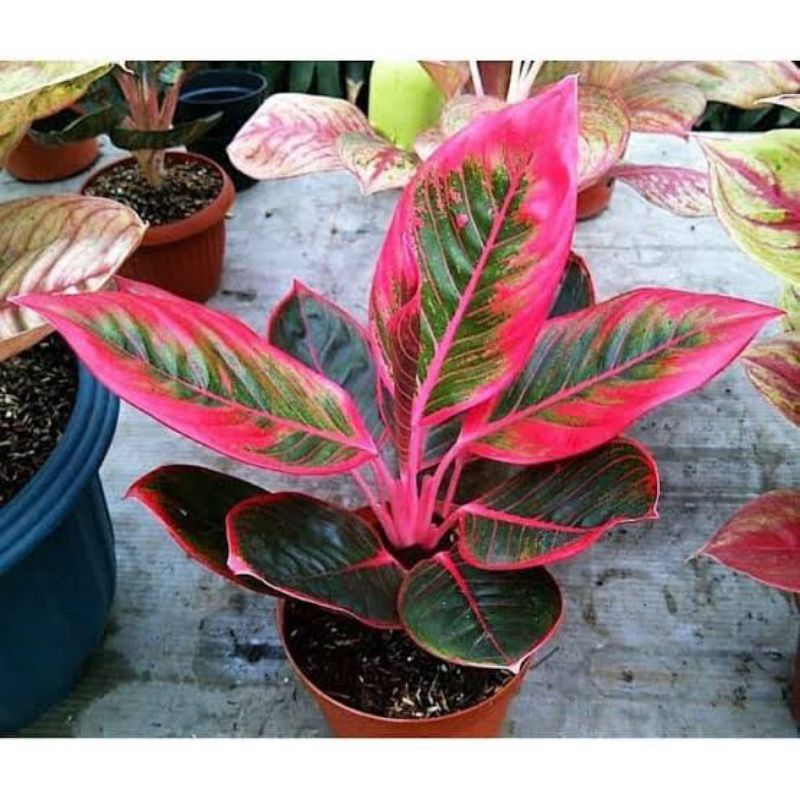 promo anakan aglonema khanza