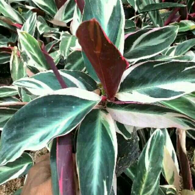 Tanaman hias calathea  multicolor meranti  bali  Shopee 