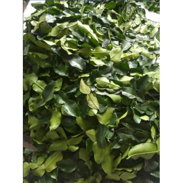 

Daun Jeruk Segar 5kg Daun Jeruk Purut