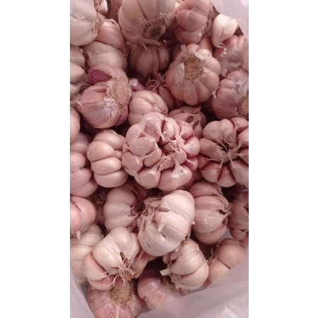 

MURAH 1KG BWANG PUTIH PANEN BARU