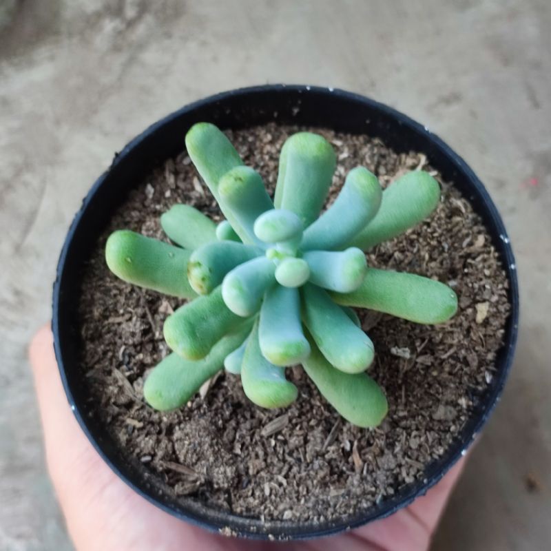 Sukulen Sedum Allantoides