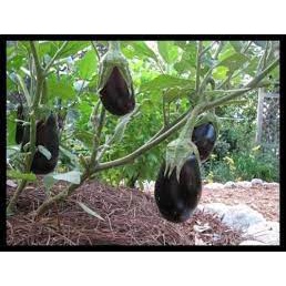 25 biji benih terong pondoh ungu -SFSEEDS