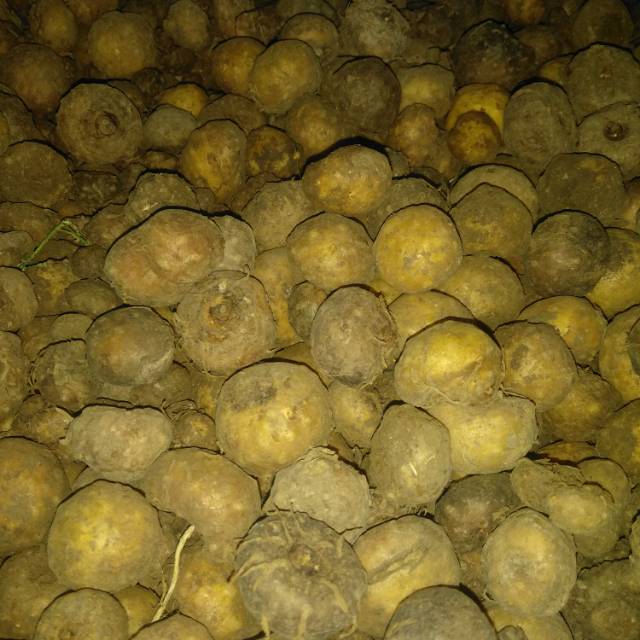 PORANG BIBIT PORANG ISI 25 BUTIR | BIBIT UMBI PORANG ASLI DORMEN 500 GRAM