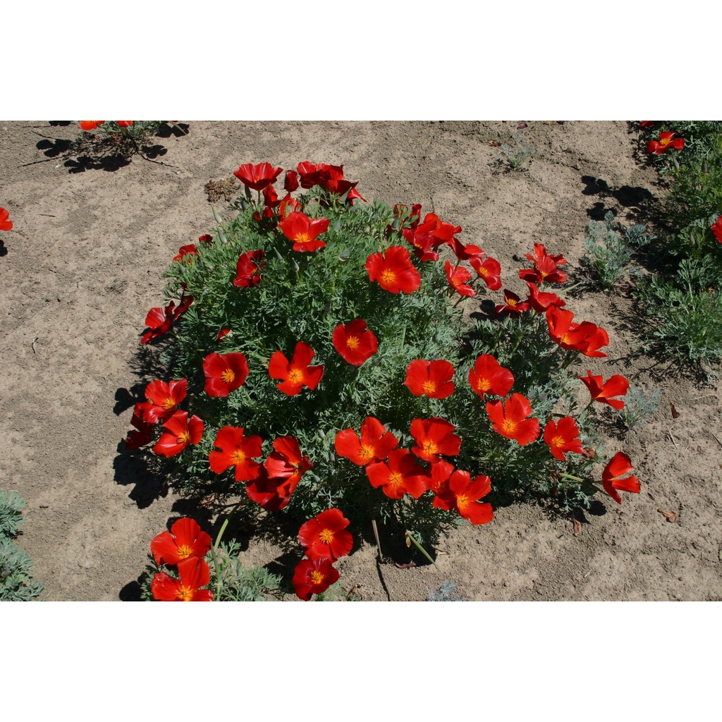 Benih Bibit Biji - Bunga California Poppy Red Chief (Eschscholzia californica) Flower Seeds - IMPORT