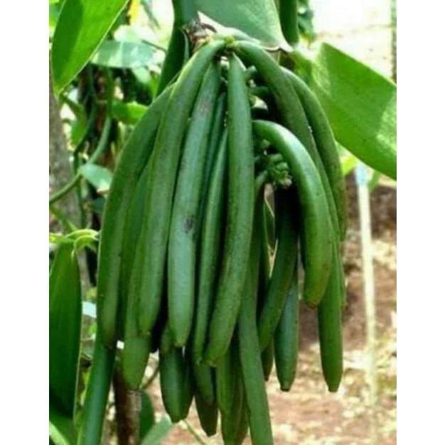 Bibit Tanaman Vanili