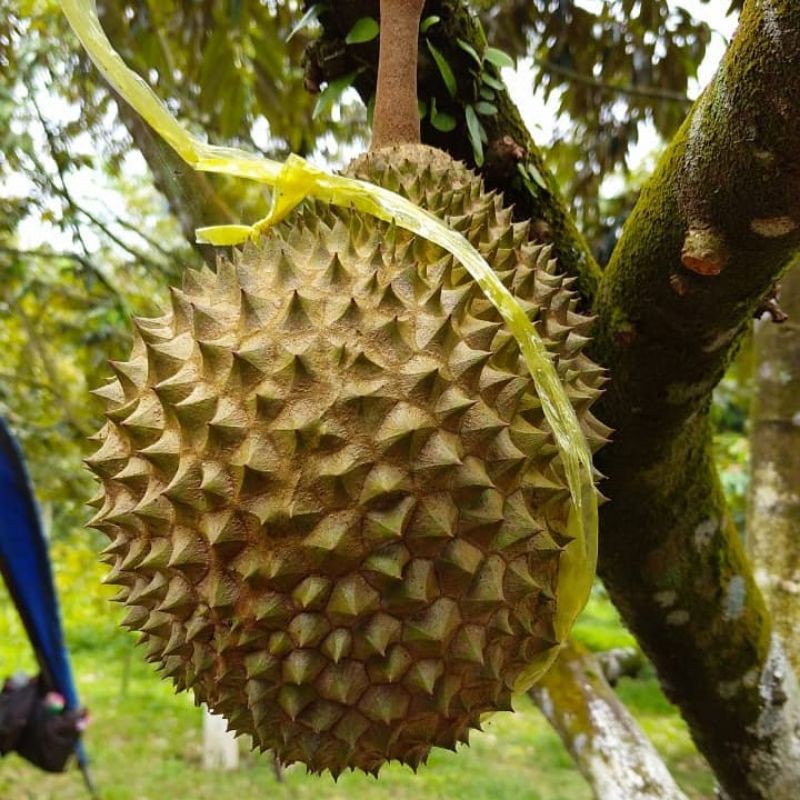 Kualitas Super Bibit Durian Musang King