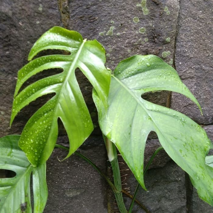tanaman rambat monstera epipremnum pitanum - tanaman hias monstera