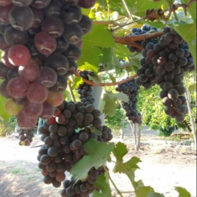 Bibit Anggur Caroline Black Rose