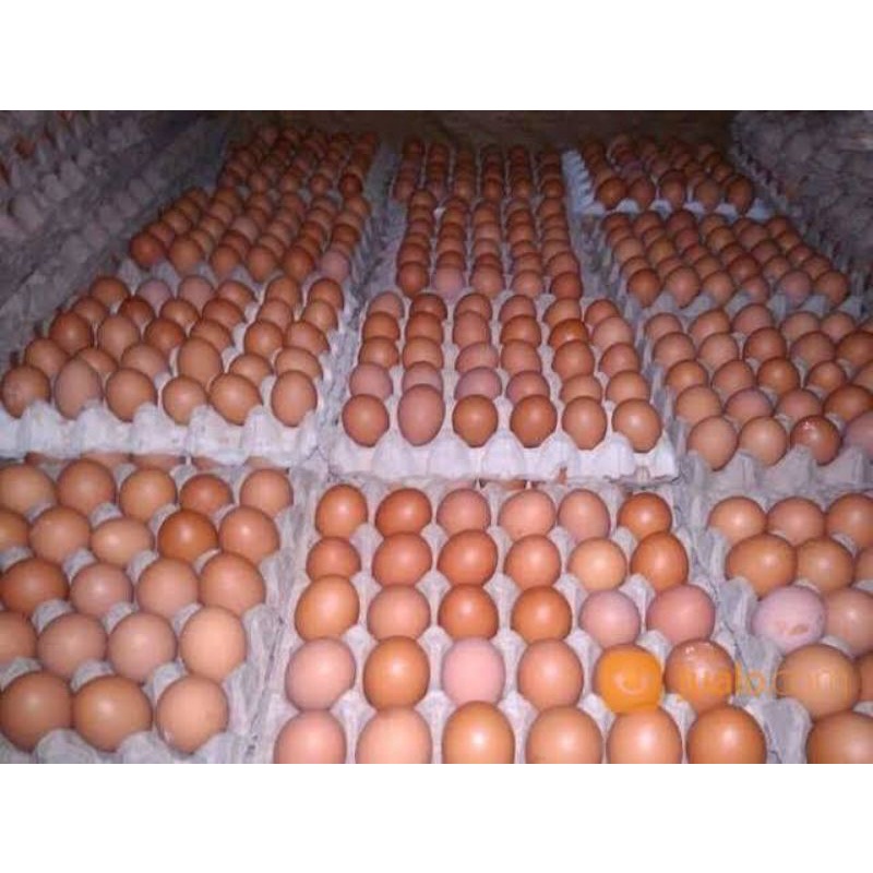 

TELOR AYAM