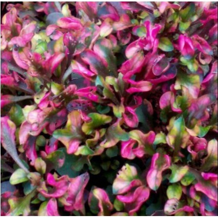 Tanaman hias krokot merah / bibit tanaman hias krokot merah / pohon krokot merah