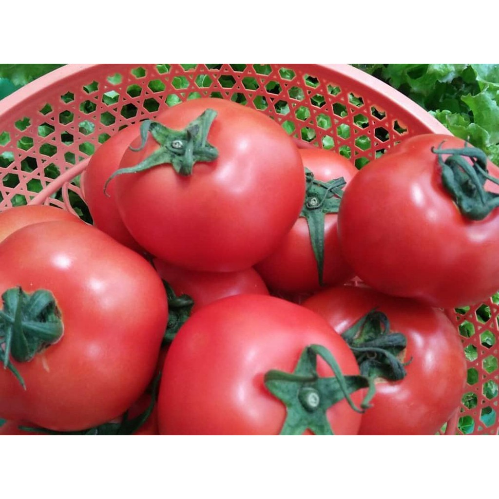 

Tomat Merah Konvensional