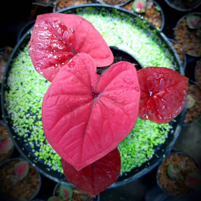 Tanaman hias caladium red dragon super