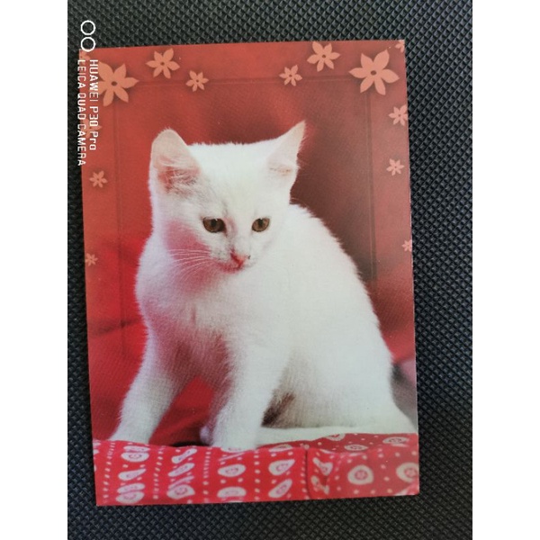 

kartu pos kucing/cat postcard