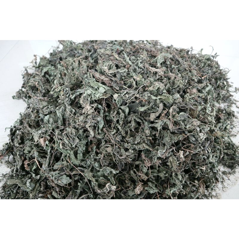 

1000gram daun insulin kering untuk diabetes murah kualitas ok