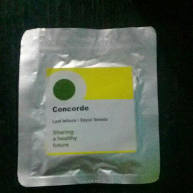 Benih / Biji / Bibit Rijk Zwann Rz - Selada Concorde 100 Butir