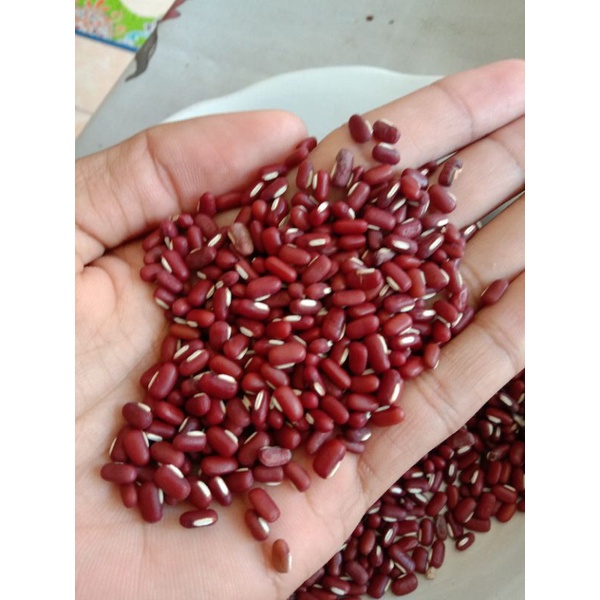

JUAL KACANG TOLO 100 GRAM MURAH BIBIT KACANG TANAH LODEH