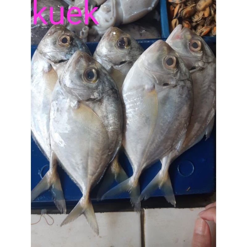 

IKAN KUEK/500GRM