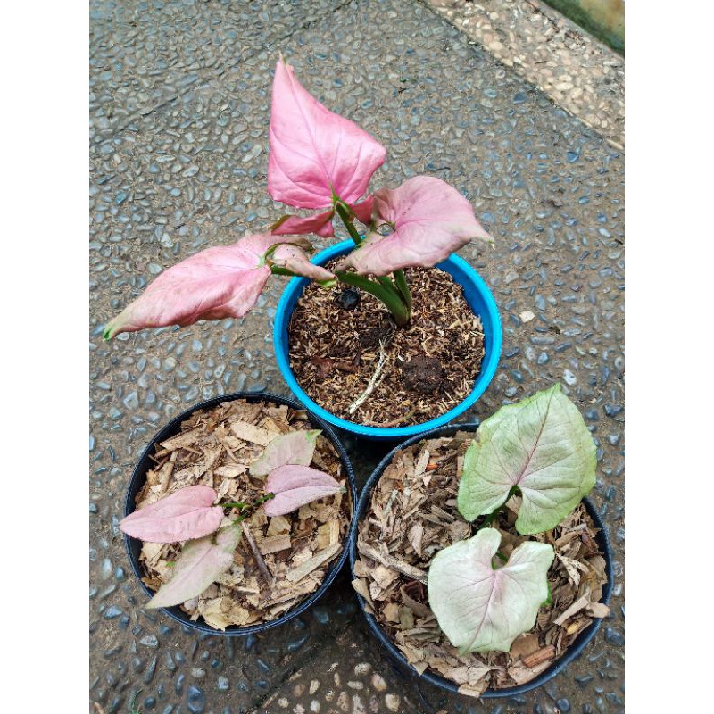 Syngonium Pink Perfection/Mango Allusion/Pink Schott