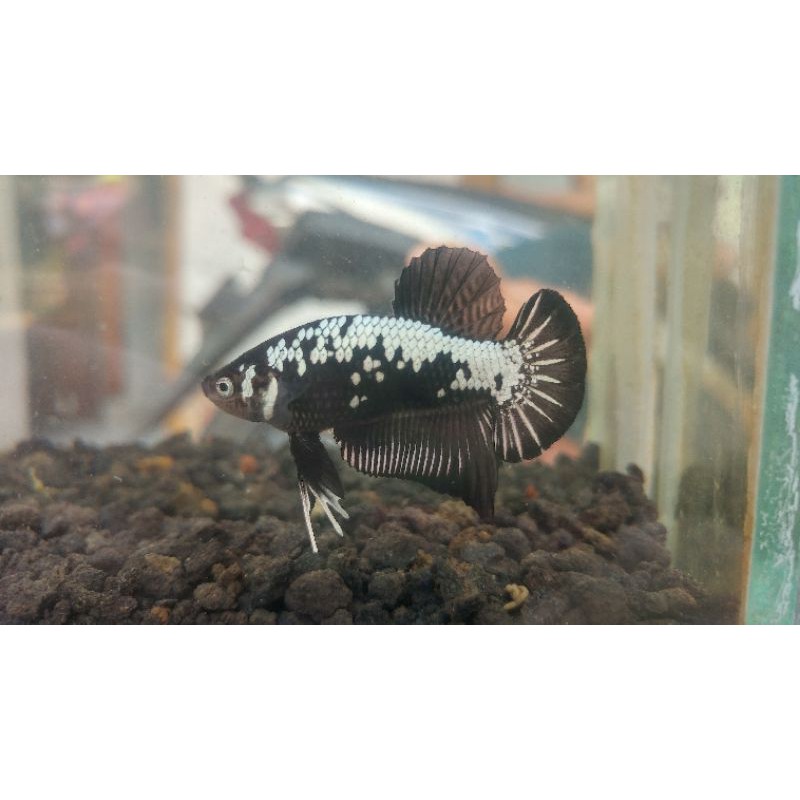 ikan cupang black samurai