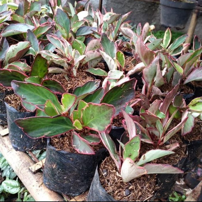 tanaman Peperomia Merah / pohon Peperomia Merah.