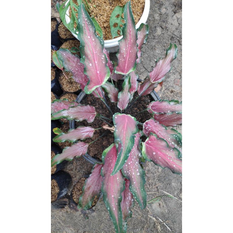 tanaman hias/keladi lidah api/ keladi keris merah/ bunga keladi