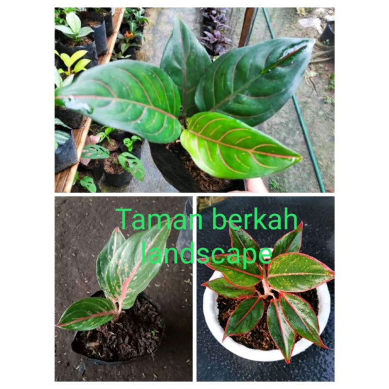 paket 3 anakan aglonema murah