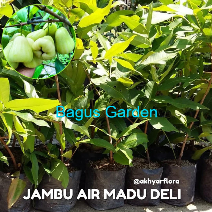 Bibit Buah Jambu Air Madu Deli Tanaman Buah Jambu Air Madu Delhi