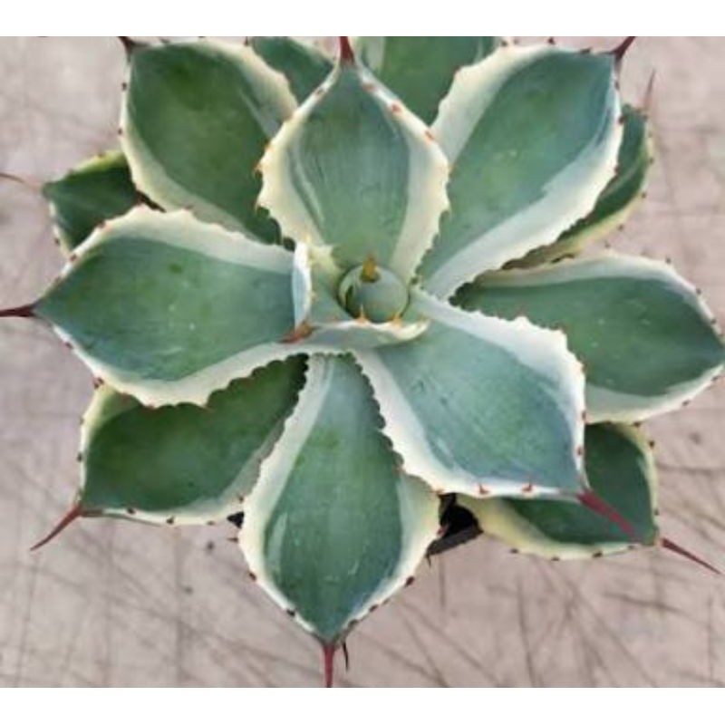 Tanaman agave kishokan