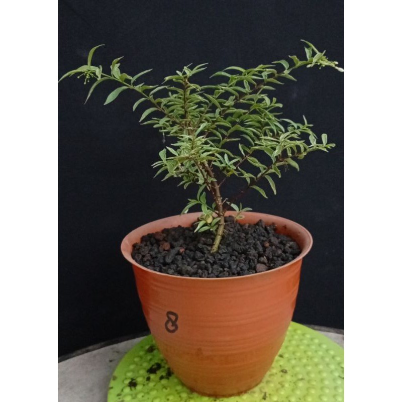 Anting Putri Mikro Varigata Bahan Bonsai