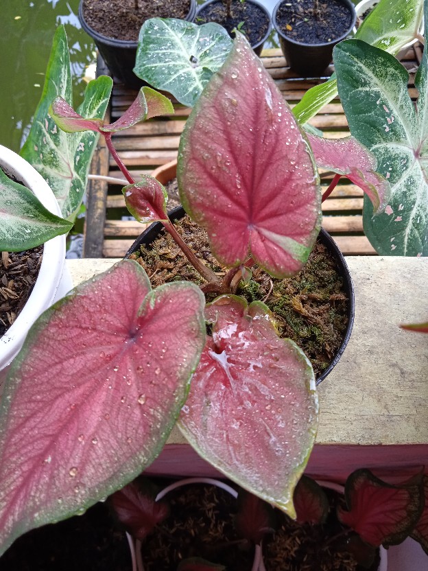 Tanaman Hias Caladium/keladi Red Jaguar Daun Ganda (bisa Cod)