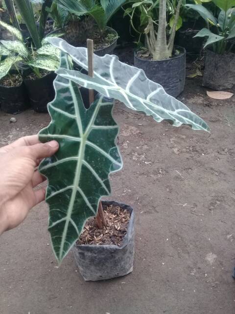 Keladi amazon..Alocasia amazonica