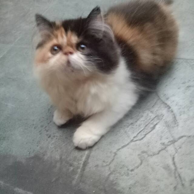 kucing peaknose warna calico  Shopee Indonesia