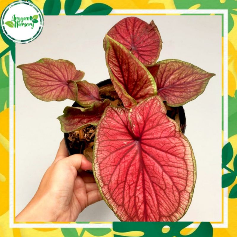 [Bibit] Keladi Red Jaguar (Caladium Thailand) Keladi Hias / Daun Ganda / Murah / Tanaman Hias Keladi