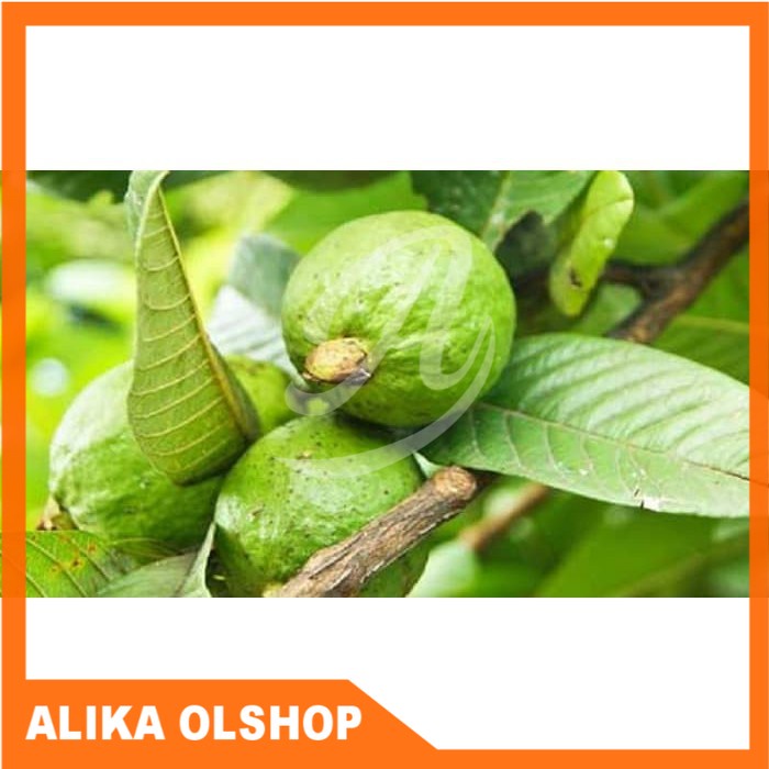 

DAUN JAMBU BATU SEGAR PER 500 GRAM