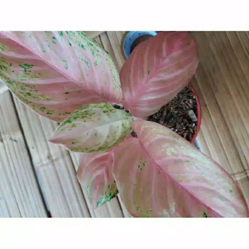 tanaman hias aglonema bidadari