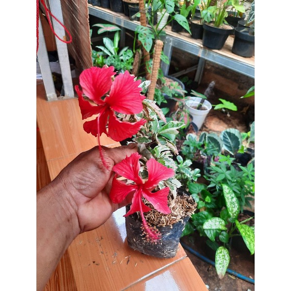 TANAMAN BUNGA SEPATU MERAH VARIEGATA