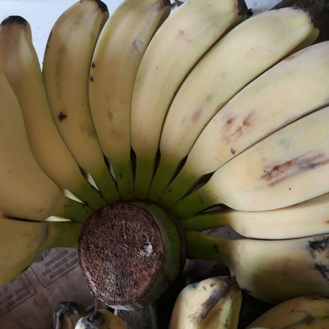 

Pisang Kepok 1 Sisir