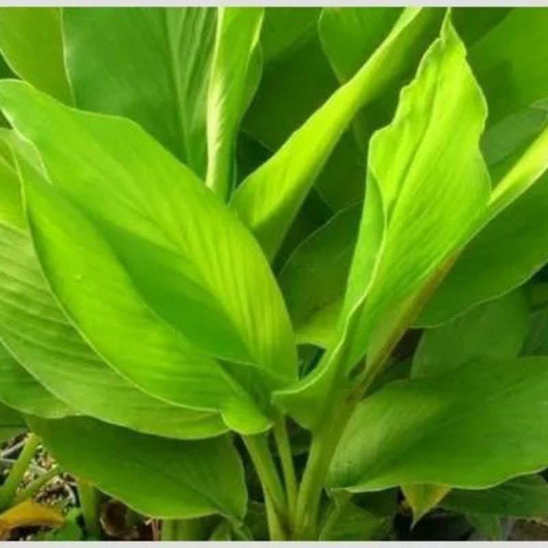 

daun kunyit segar per 1kg